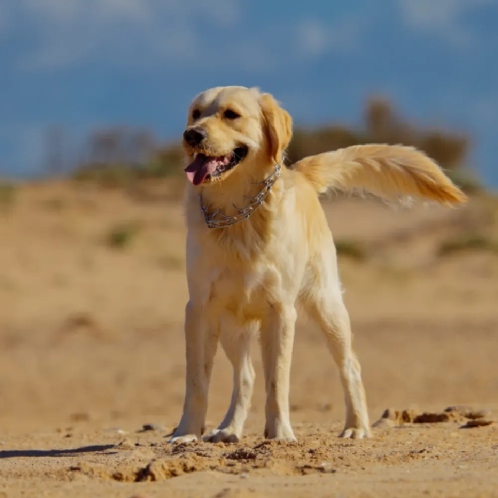Golden 03 (1).webp